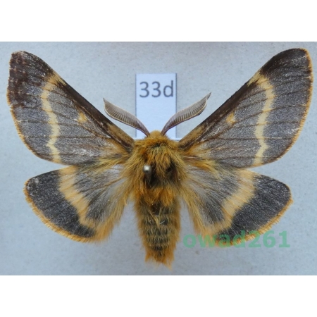 Lemonia dumi (Linnaeus, 1761) male Slovakia33d